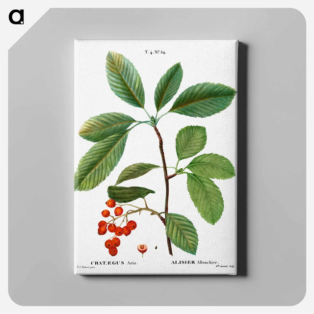 アートパネル-Whitebeam, Crataegus aria - ピエール ジョゼフ ルドゥーテ Canvas.