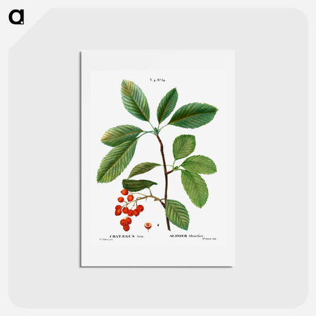 アートポストカード-Whitebeam, Crataegus aria - ピエール ジョゼフ ルドゥーテ Postcard.