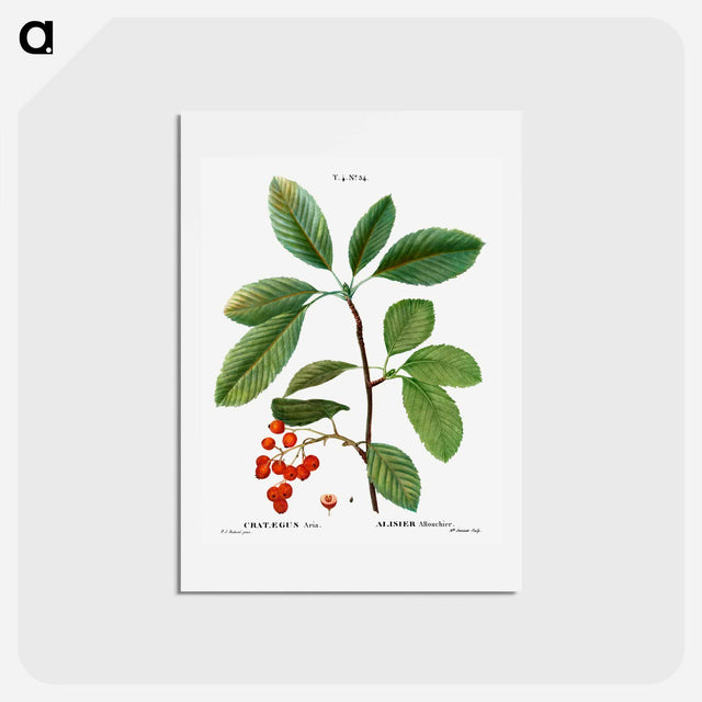 アートポストカード-Whitebeam, Crataegus aria - ピエール ジョゼフ ルドゥーテ Postcard.