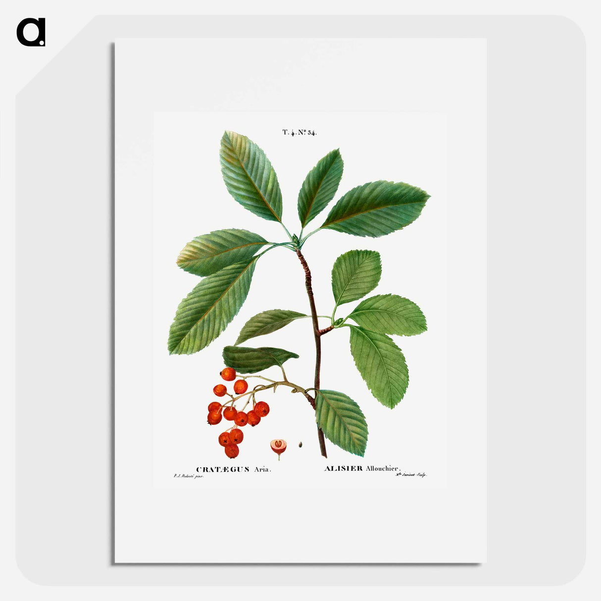 Whitebeam, Crataegus aria - ピエール ジョゼフ ルドゥーテ Poster.