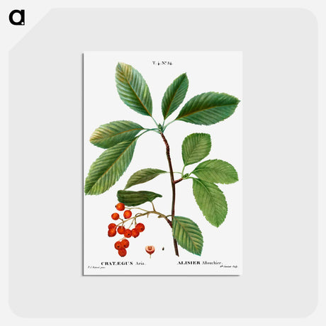アートポストカード-Whitebeam, Crataegus aria - ピエール ジョゼフ ルドゥーテ Postcard.