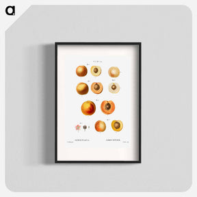 アートポスター-Apricot (Armeniaca) - ピエール ジョゼフ ルドゥーテ Poster.