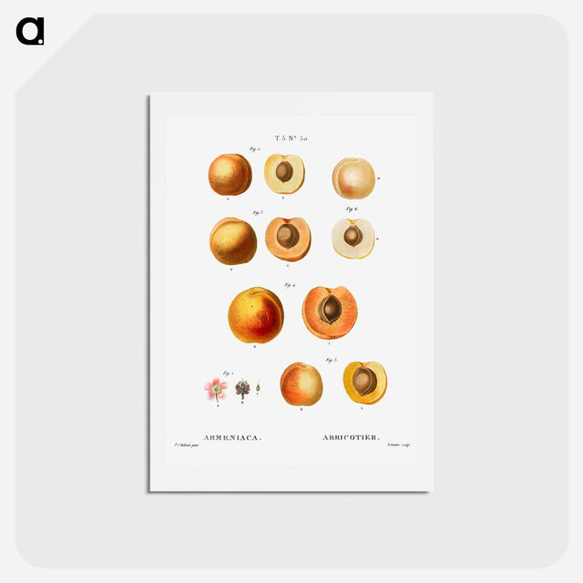 アートポストカード-Apricot (Armeniaca) - ピエール ジョゼフ ルドゥーテ Postcard.