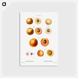 アートポストカード-Apricot (Armeniaca) - ピエール ジョゼフ ルドゥーテ Postcard.