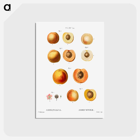 アートポストカード-Apricot (Armeniaca) - ピエール ジョゼフ ルドゥーテ Postcard.