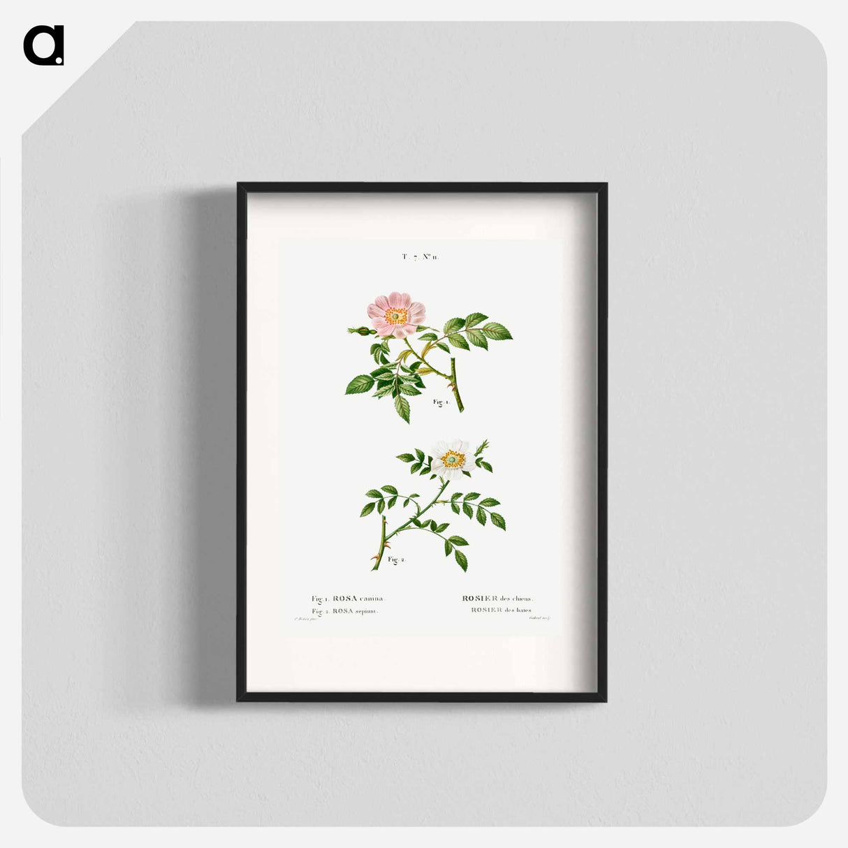 Dog rose, Rosa canina 2. Wild rose, Rosa sepium - Pierre Joseph Redouté Poster.