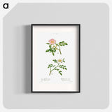 Dog rose, Rosa canina 2. Wild rose, Rosa sepium - Pierre Joseph Redouté Poster.