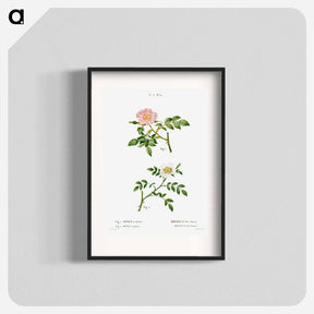 アートポスター-Dog rose, Rosa canina 2. Wild rose, Rosa sepium - ピエール ジョゼフ ルドゥーテ Poster.