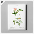 アートパネル-Dog rose, Rosa canina 2. Wild rose, Rosa sepium - ピエール ジョゼフ ルドゥーテ Canvas.