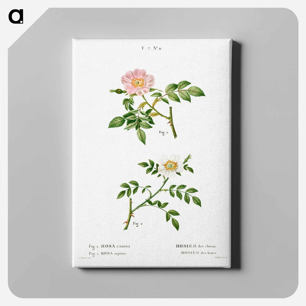 アートパネル-Dog rose, Rosa canina 2. Wild rose, Rosa sepium - ピエール ジョゼフ ルドゥーテ Canvas.