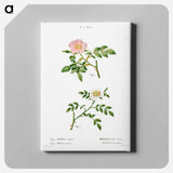 アートパネル-Dog rose, Rosa canina 2. Wild rose, Rosa sepium - ピエール ジョゼフ ルドゥーテ Canvas.