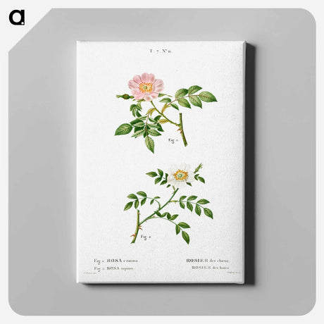 アートパネル-Dog rose, Rosa canina 2. Wild rose, Rosa sepium - ピエール ジョゼフ ルドゥーテ Canvas.