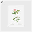 アートポストカード-Dog rose, Rosa canina 2. Wild rose, Rosa sepium - ピエール ジョゼフ ルドゥーテ Postcard.