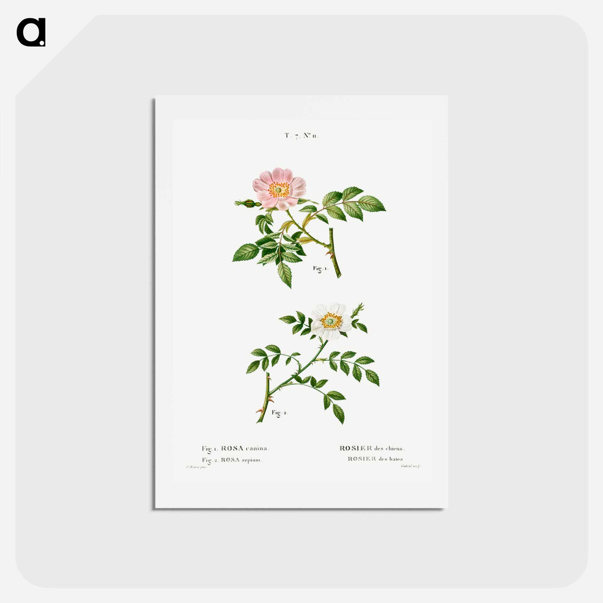 アートポストカード-Dog rose, Rosa canina 2. Wild rose, Rosa sepium - ピエール ジョゼフ ルドゥーテ Postcard.