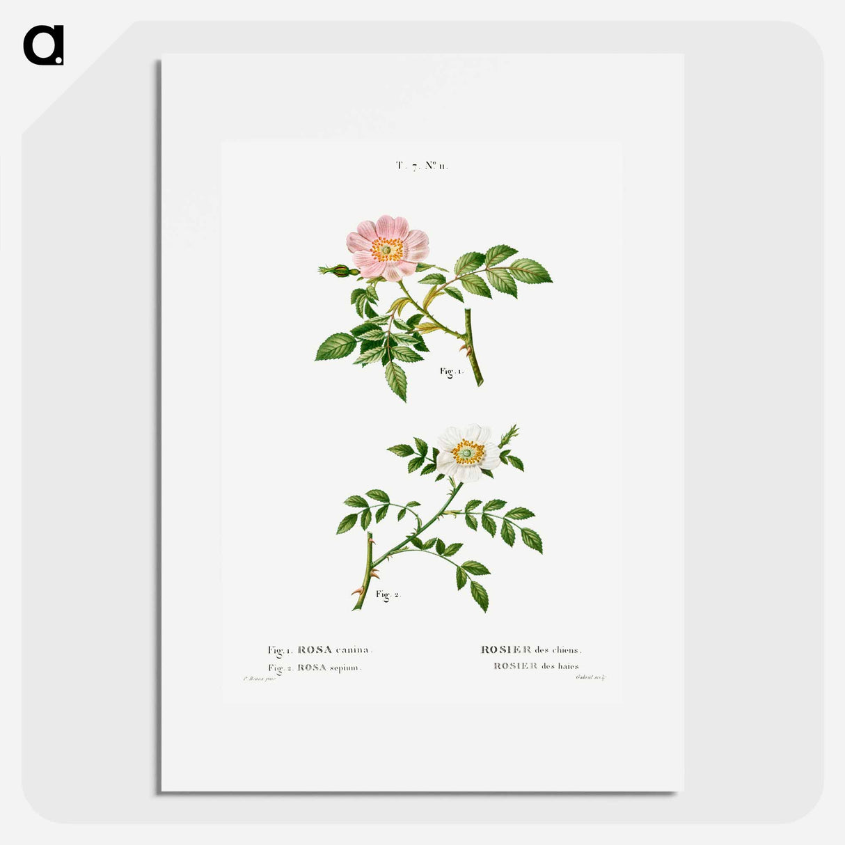 Dog rose, Rosa canina 2. Wild rose, Rosa sepium - Pierre Joseph Redouté Poster.