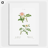 Dog rose, Rosa canina 2. Wild rose, Rosa sepium - Pierre Joseph Redouté Poster.