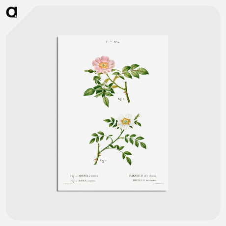 アートポストカード-Dog rose, Rosa canina 2. Wild rose, Rosa sepium - ピエール ジョゼフ ルドゥーテ Postcard.