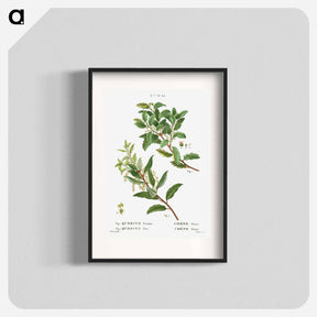 アートポスター-Evergreen oak - ピエール ジョゼフ ルドゥーテ Poster.