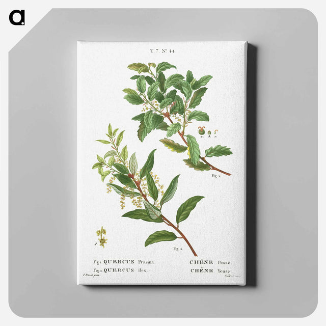 アートパネル-Evergreen oak - ピエール ジョゼフ ルドゥーテ Canvas.