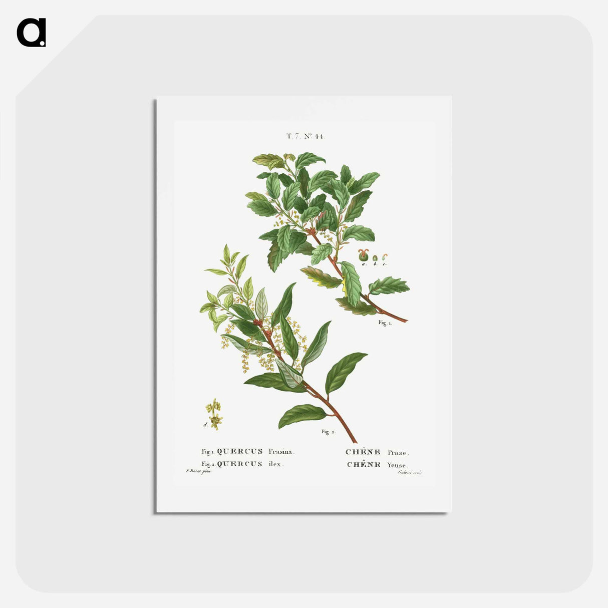 アートポストカード-Evergreen oak - ピエール ジョゼフ ルドゥーテ Postcard.