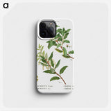 Evergreen oak - Pierre Joseph Redouté Phone Case.