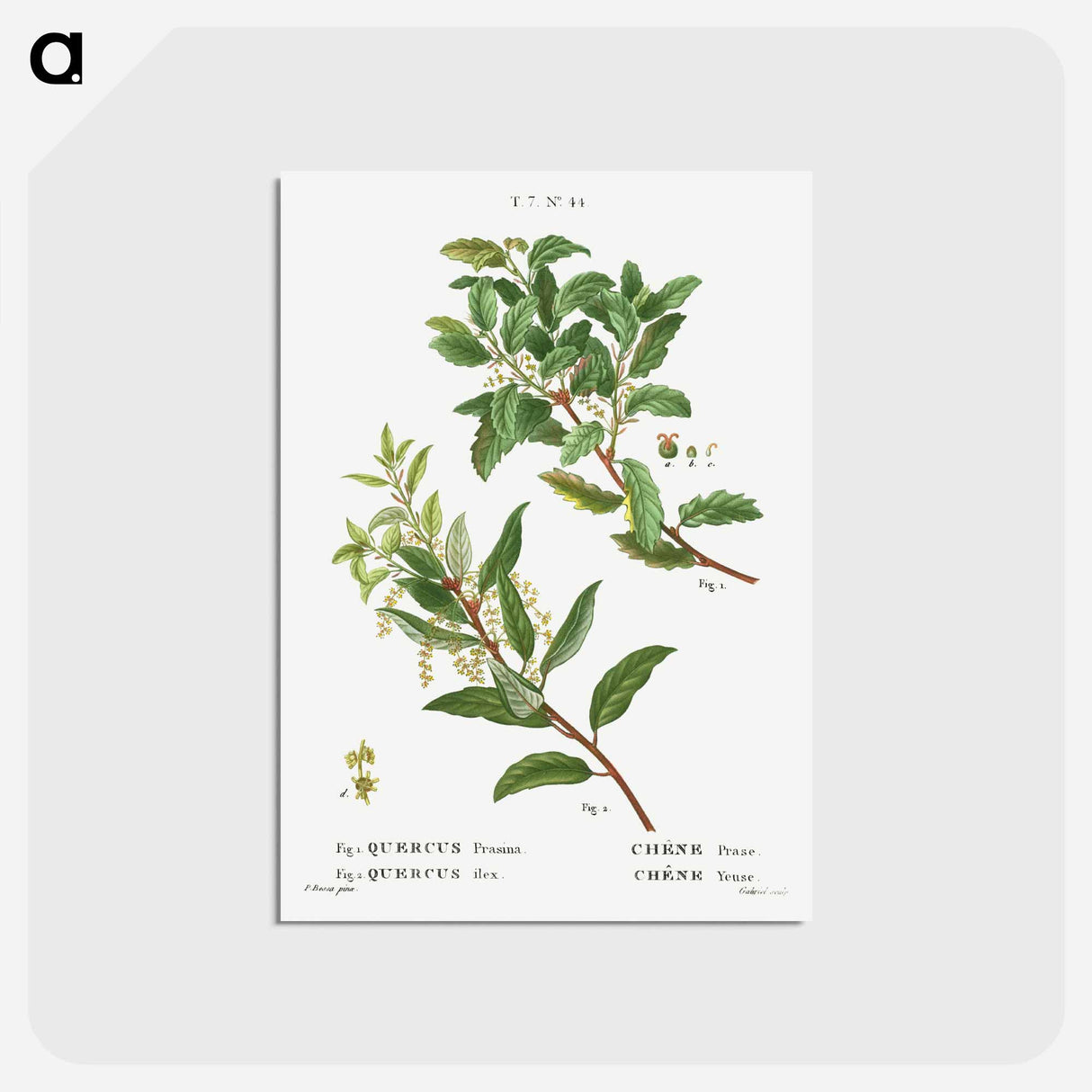 アートポストカード-Evergreen oak - ピエール ジョゼフ ルドゥーテ Postcard.