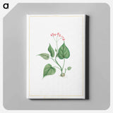 アートパネル-Begonia Erminea - ピエール ジョゼフ ルドゥーテ Canvas.