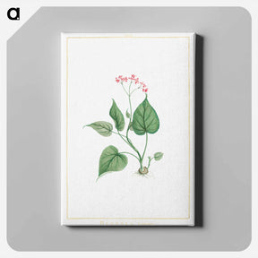 アートパネル-Begonia Erminea - ピエール ジョゼフ ルドゥーテ Canvas.
