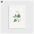 アートポストカード-Begonia Erminea - ピエール ジョゼフ ルドゥーテ Postcard.
