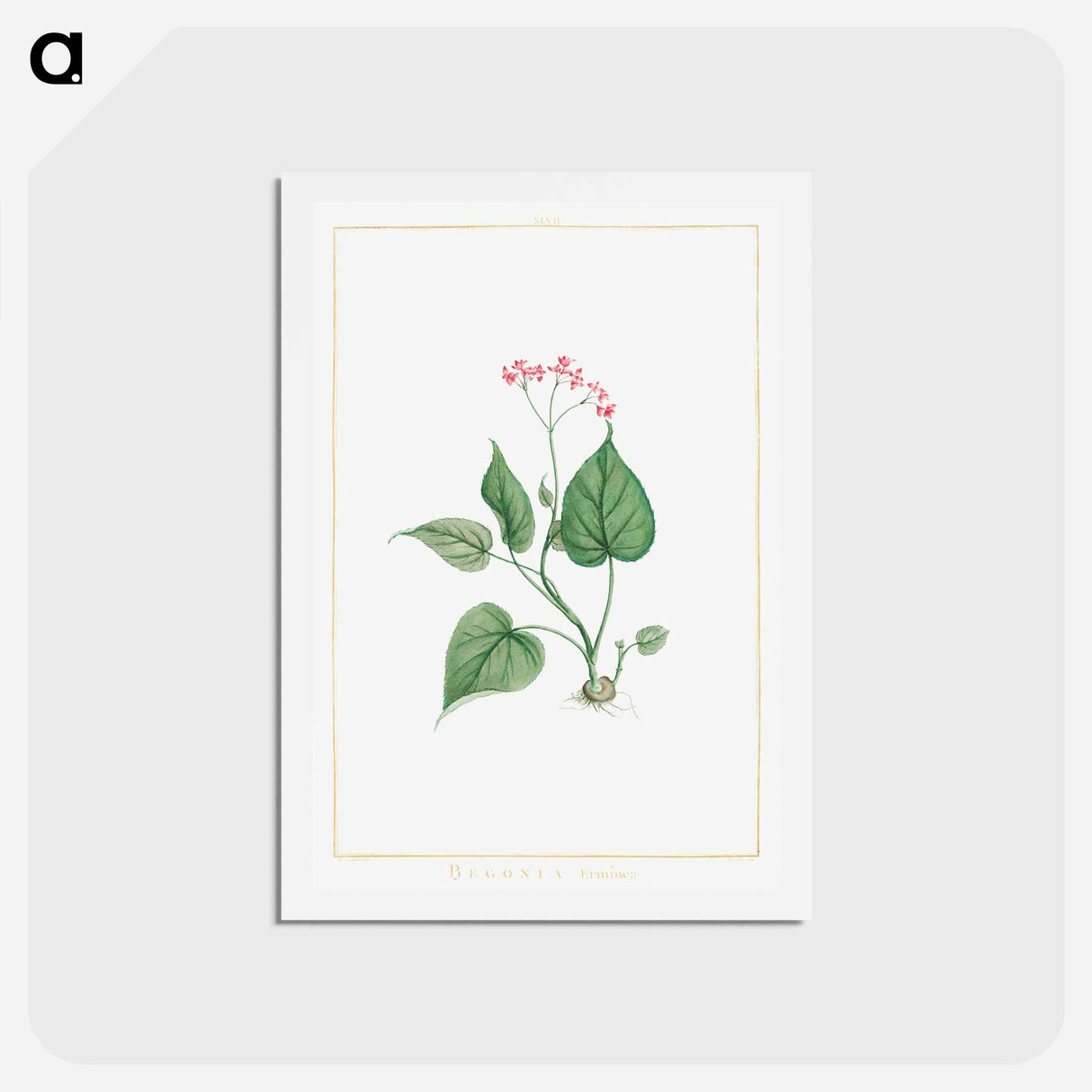 アートポストカード-Begonia Erminea - ピエール ジョゼフ ルドゥーテ Postcard.