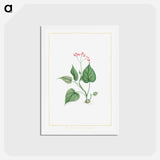 アートポストカード-Begonia Erminea - ピエール ジョゼフ ルドゥーテ Postcard.