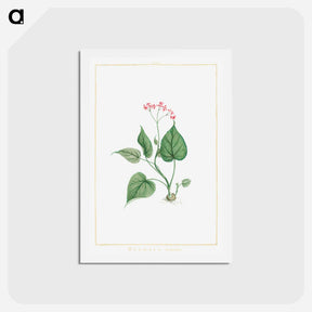 アートポストカード-Begonia Erminea - ピエール ジョゼフ ルドゥーテ Postcard.