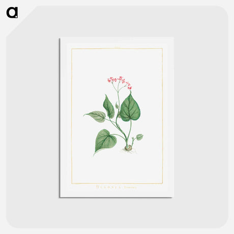 アートポストカード-Begonia Erminea - ピエール ジョゼフ ルドゥーテ Postcard.