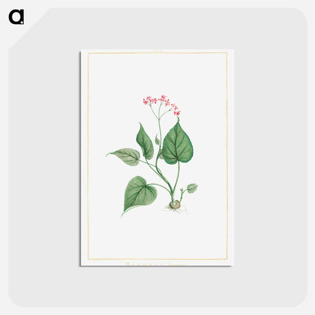 アートポストカード-Begonia Erminea - ピエール ジョゼフ ルドゥーテ Postcard.