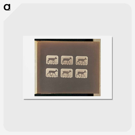 アートポストカード-Trotting
 - エドワード マイブリッジ Postcard.