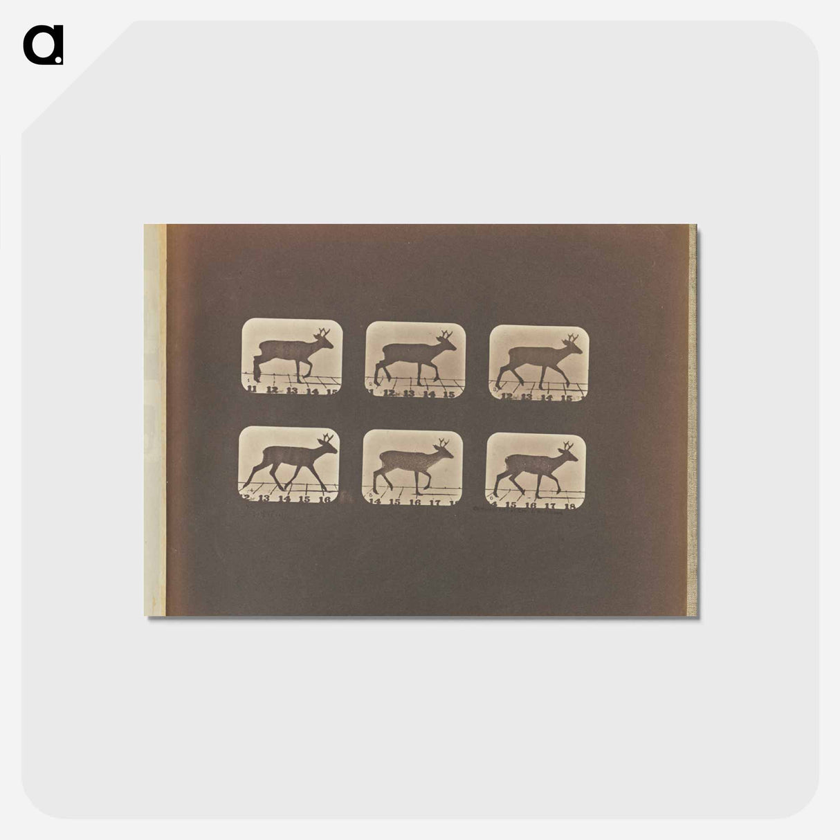 アートポストカード-Trotting
 - エドワード マイブリッジ Postcard.