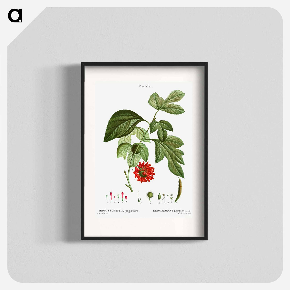 Paper mulberry - Pierre Joseph Redouté Poster.