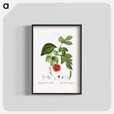 Paper mulberry - Pierre Joseph Redouté Poster.