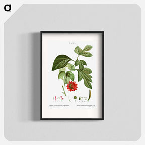 アートポスター-Paper mulberry - ピエール ジョゼフ ルドゥーテ Poster.