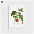 アートポストカード-Paper mulberry - ピエール ジョゼフ ルドゥーテ Postcard.