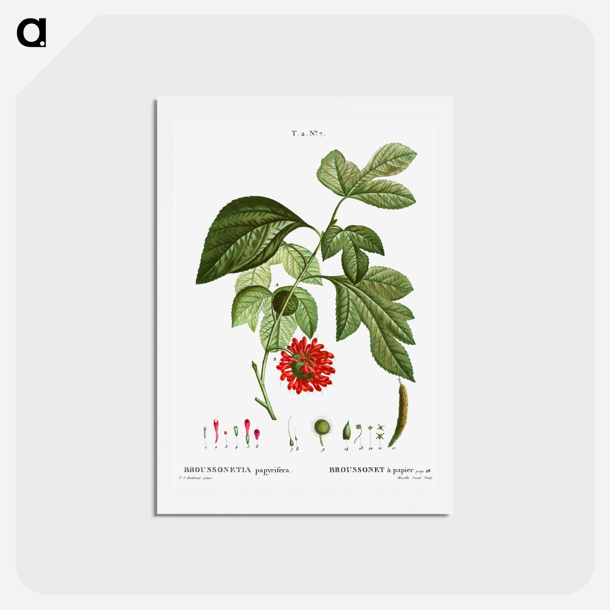 アートポストカード-Paper mulberry - ピエール ジョゼフ ルドゥーテ Postcard.