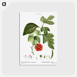 アートポストカード-Paper mulberry - ピエール ジョゼフ ルドゥーテ Postcard.