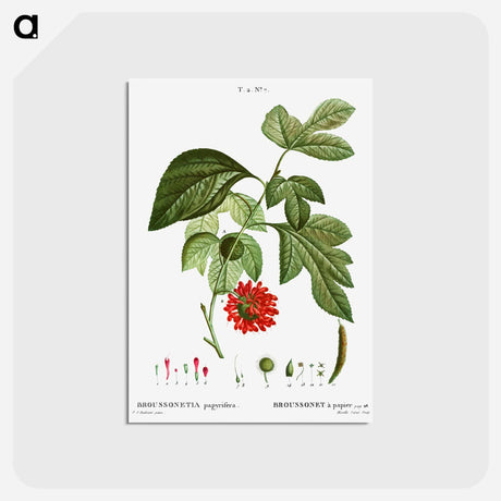 アートポストカード-Paper mulberry - ピエール ジョゼフ ルドゥーテ Postcard.