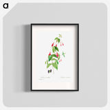 Fuchsia - Pierre Joseph Redouté Poster.