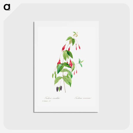 アートポストカード-Fuchsia - ピエール ジョゼフ ルドゥーテ Postcard.