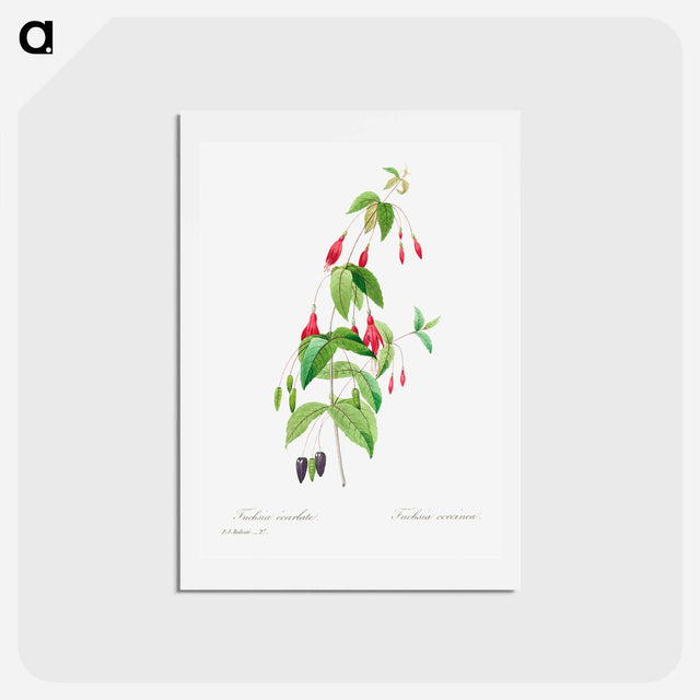 アートポストカード-Fuchsia - ピエール ジョゼフ ルドゥーテ Postcard.