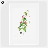 Fuchsia - Pierre Joseph Redouté Poster.
