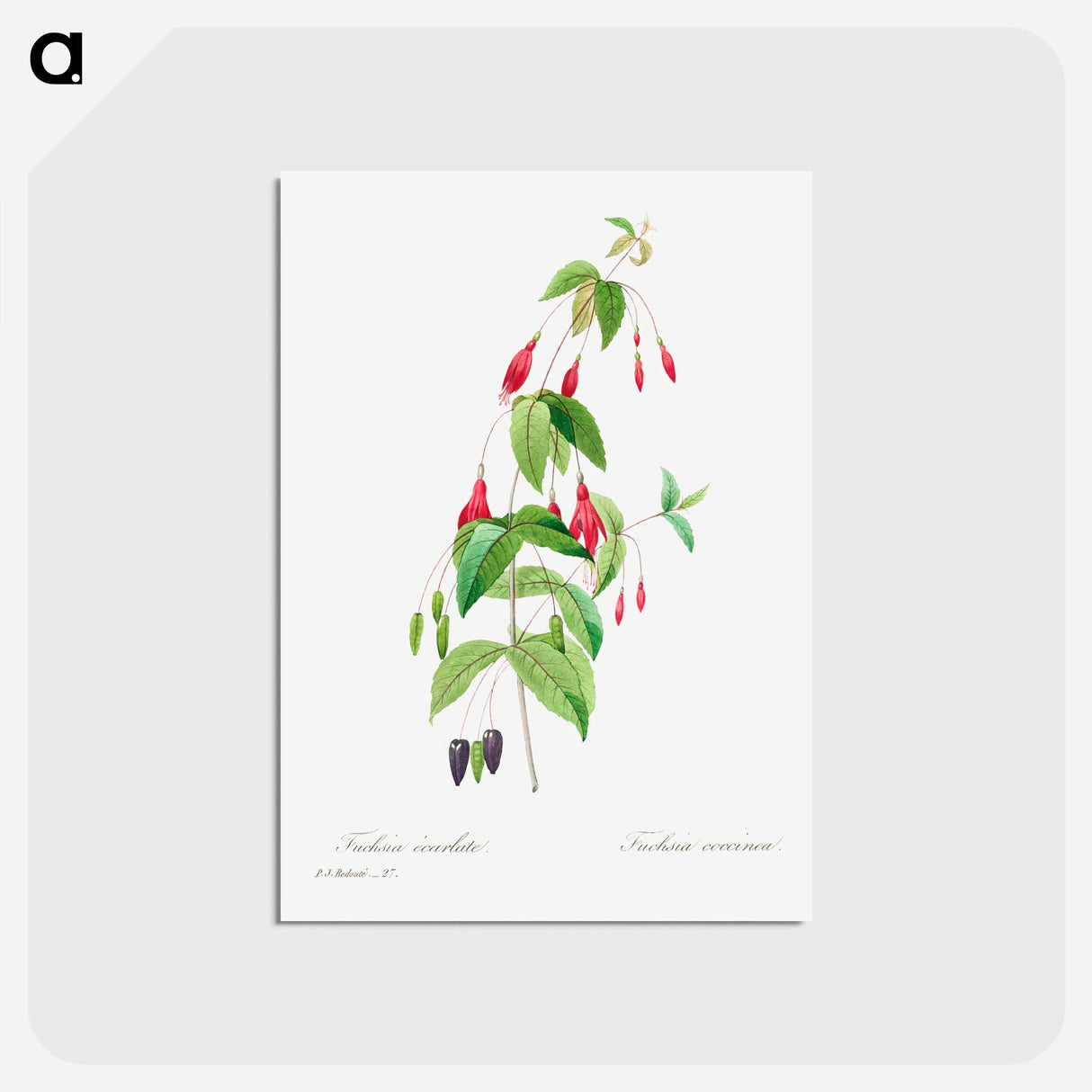 アートポストカード-Fuchsia - ピエール ジョゼフ ルドゥーテ Postcard.