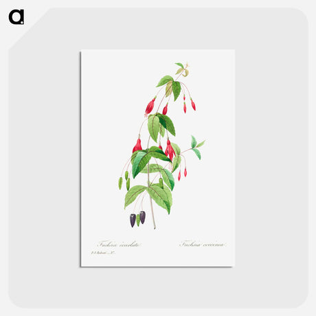 アートポストカード-Fuchsia - ピエール ジョゼフ ルドゥーテ Postcard.