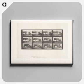 アートパネル-Lioness and Lion
 - エドワード マイブリッジ Canvas.